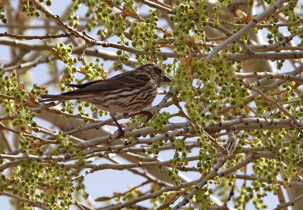 Cassin's Finch - ML92216131