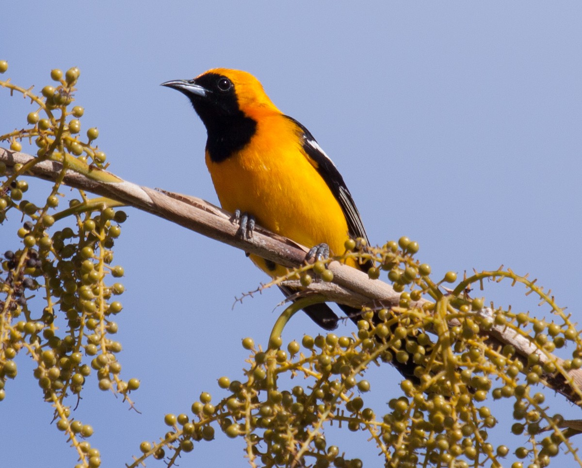 Hooded Oriole - ML92219561