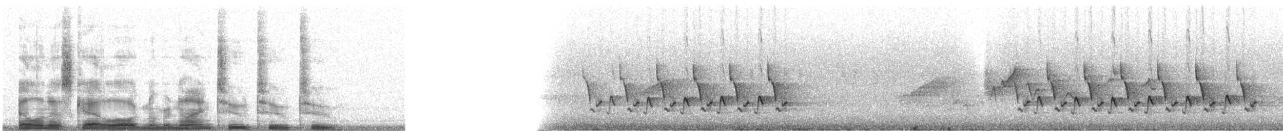 Carolinazaunkönig - ML9222