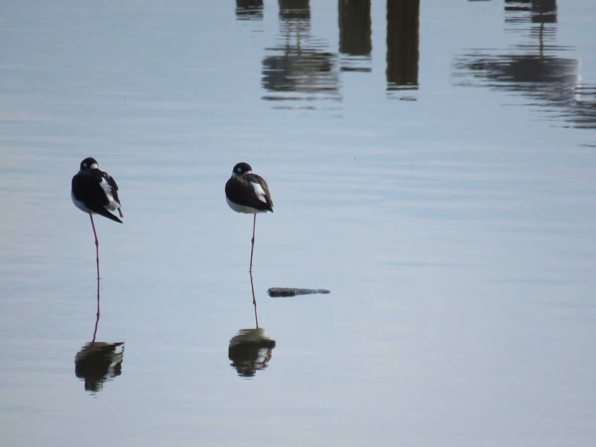 Black-necked Stilt - Seth Inman