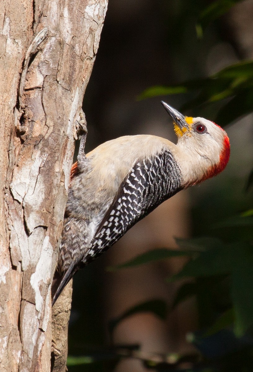 Yucatan Woodpecker - ML92220931