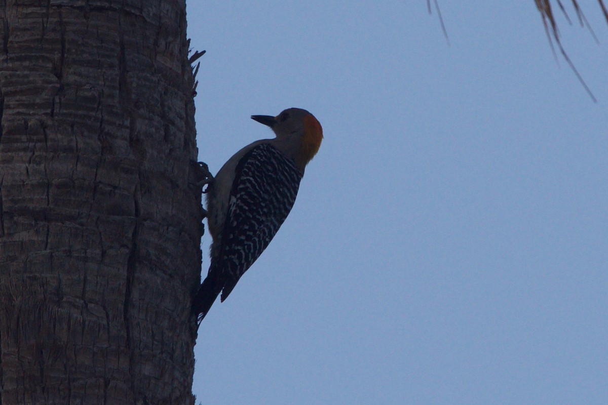 Golden-fronted Woodpecker - Hal Mitchell