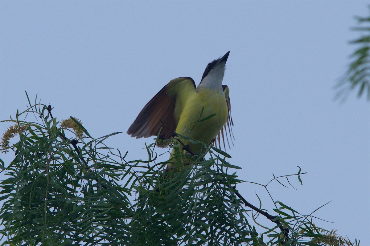 Great Kiskadee - ML92222271