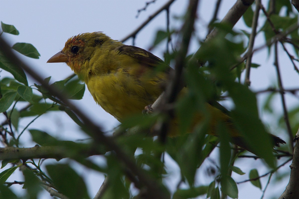 Western Tanager - Hal Mitchell