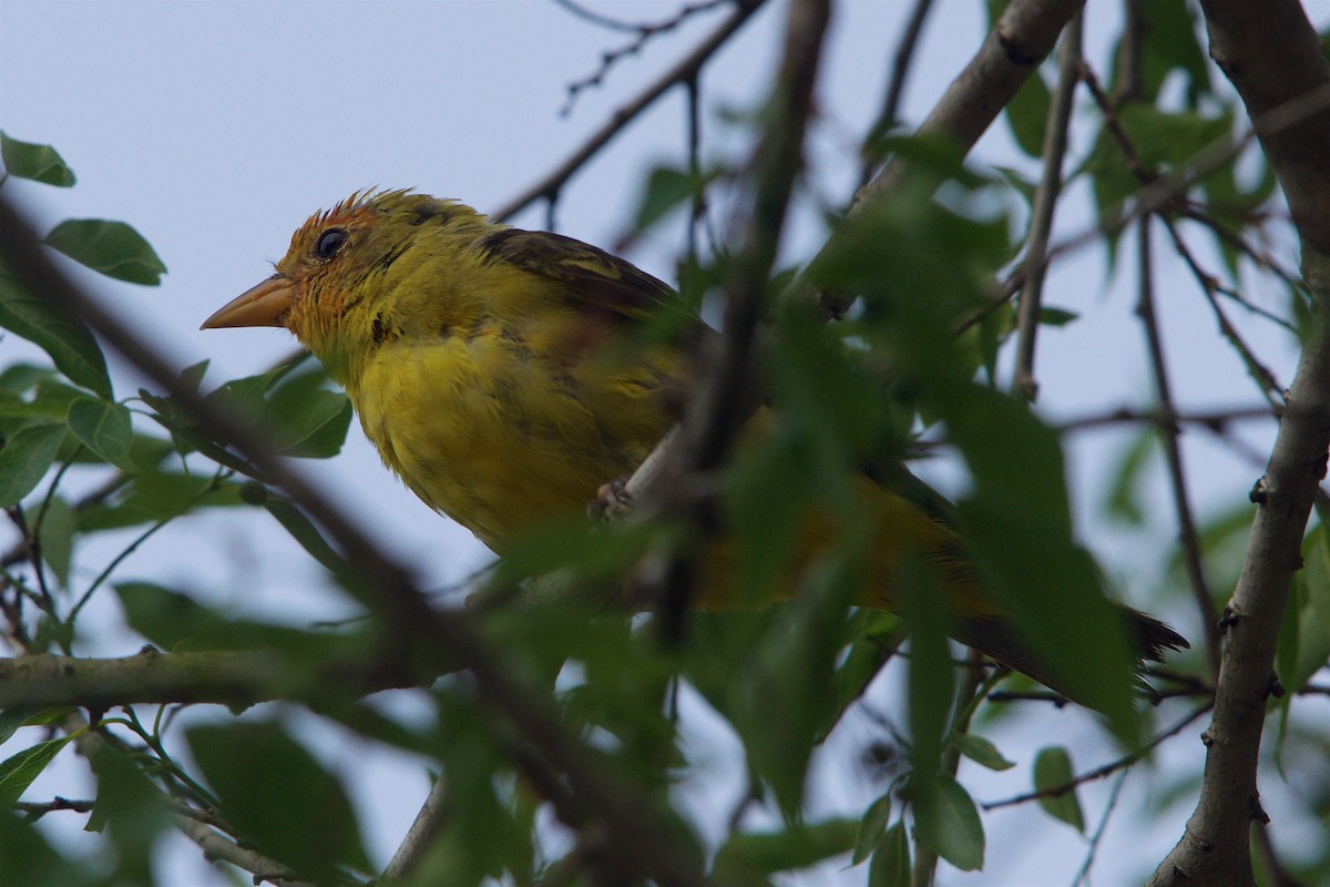 Western Tanager - Hal Mitchell