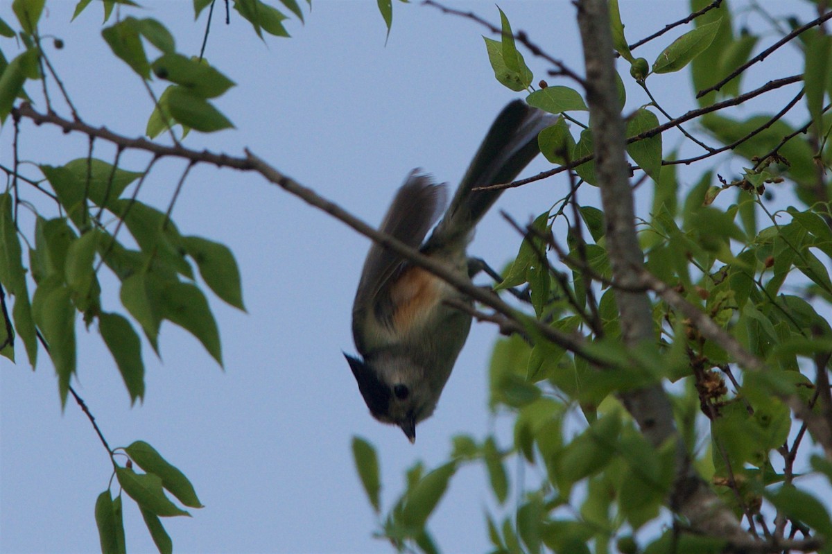 Black-crested Titmouse - Hal Mitchell