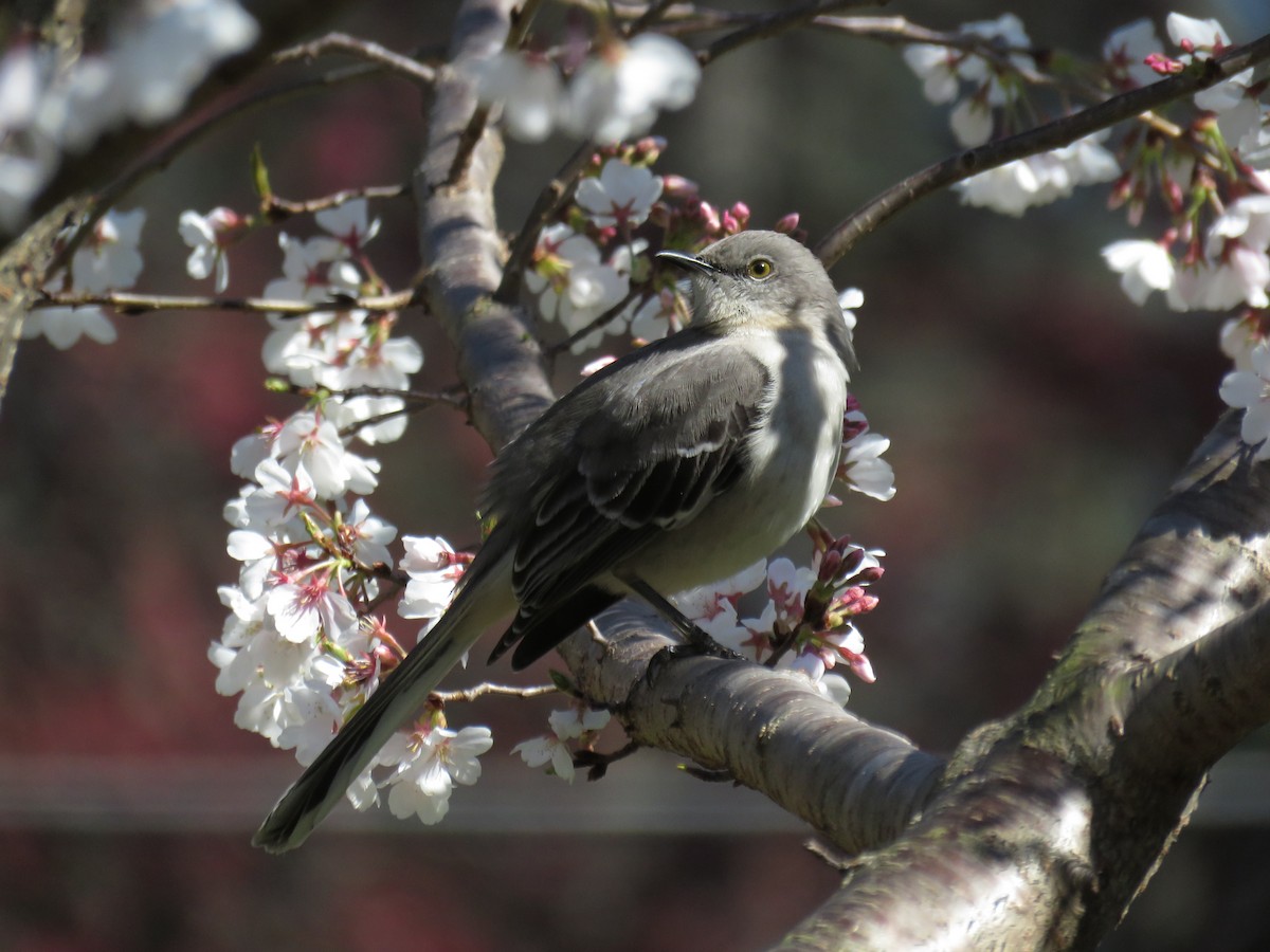 Northern Mockingbird - Seth Inman