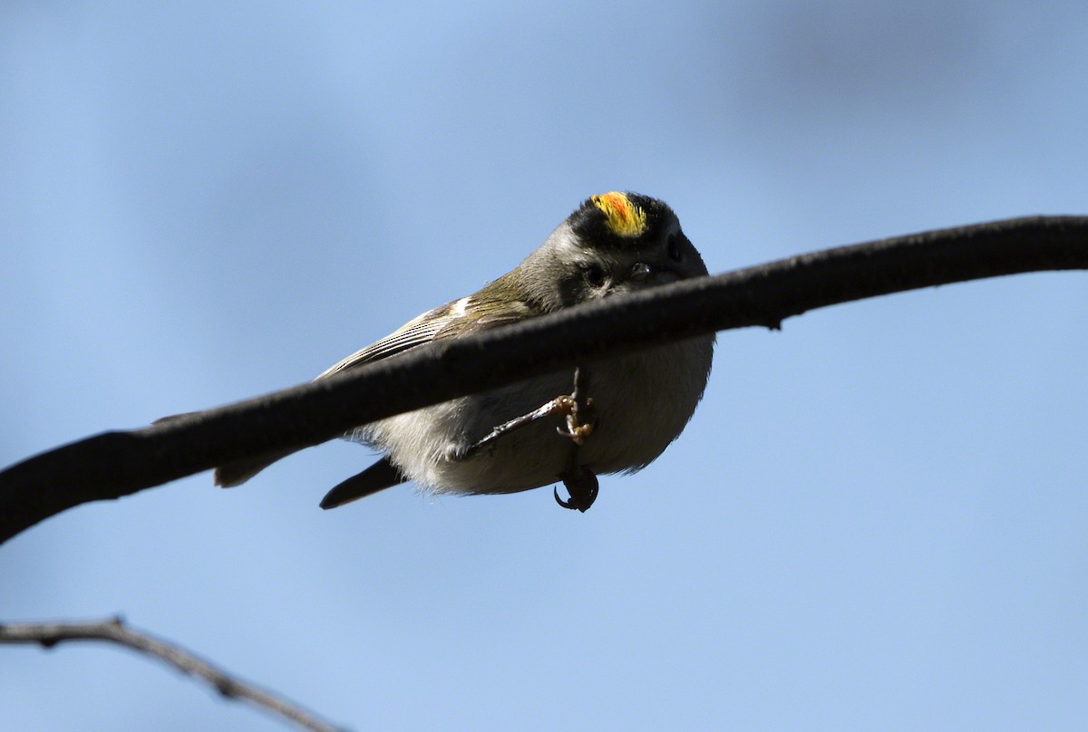 Golden-crowned Kinglet - ML92227521