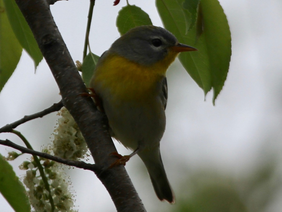 Northern Parula - Marshall Weber