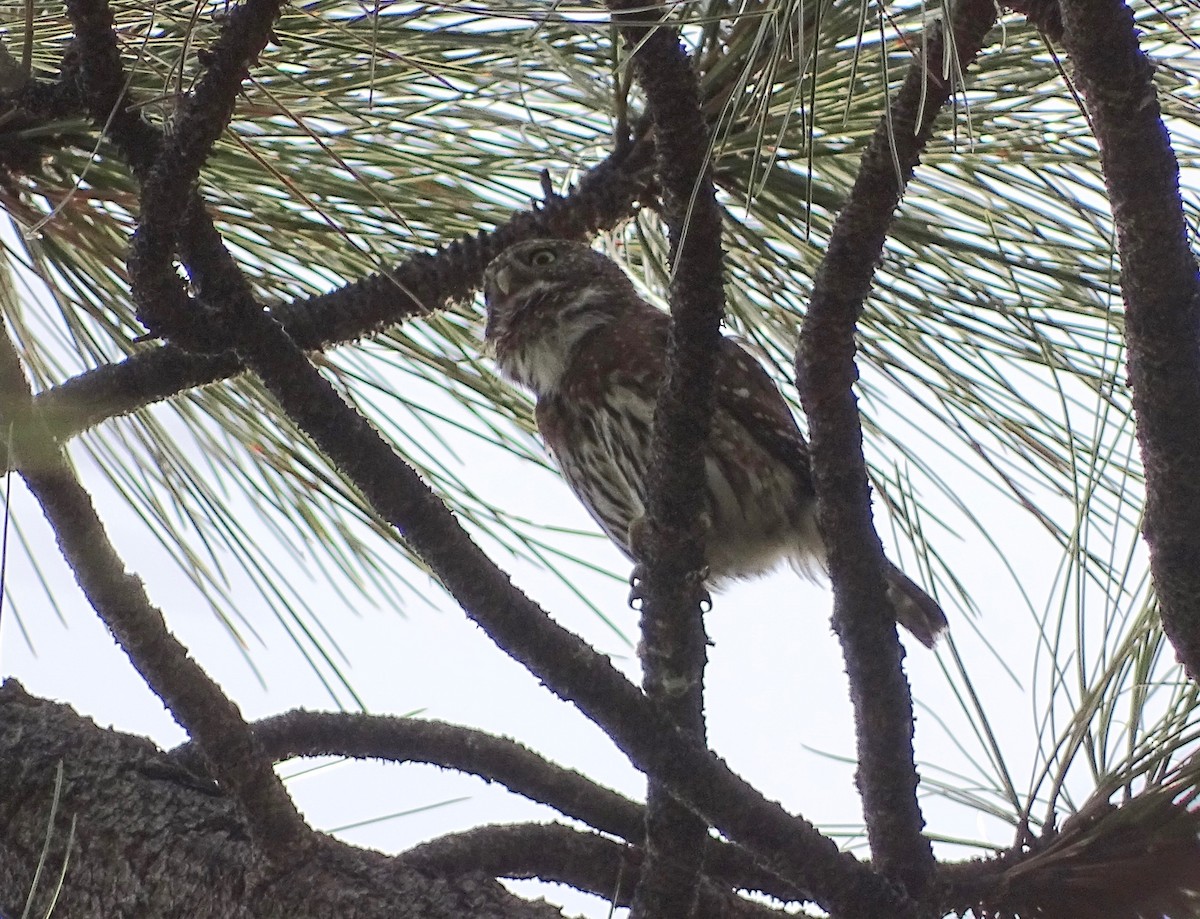 Northern Pygmy-Owl - ML92230371