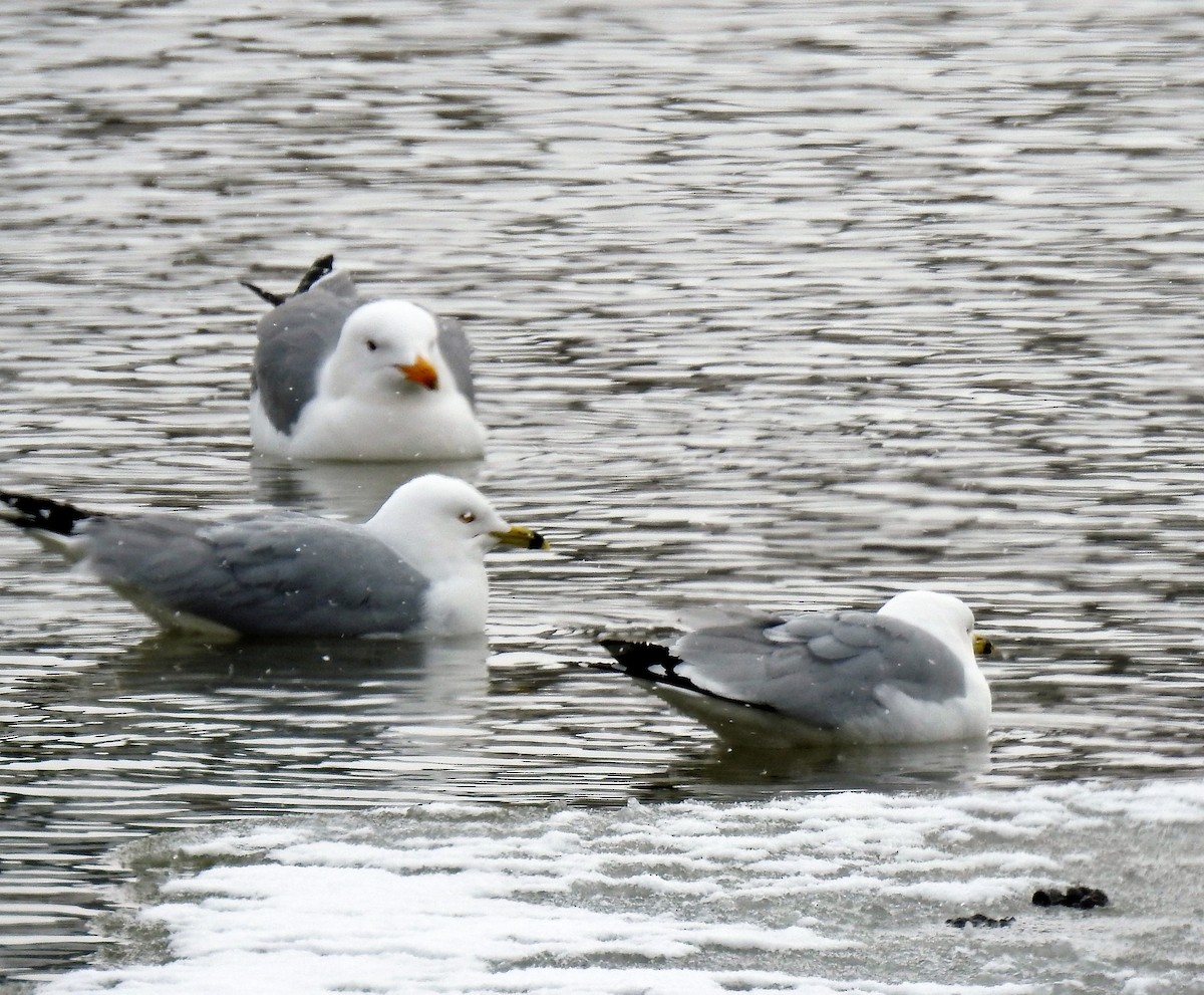 Ring-billed Gull - ML92232251