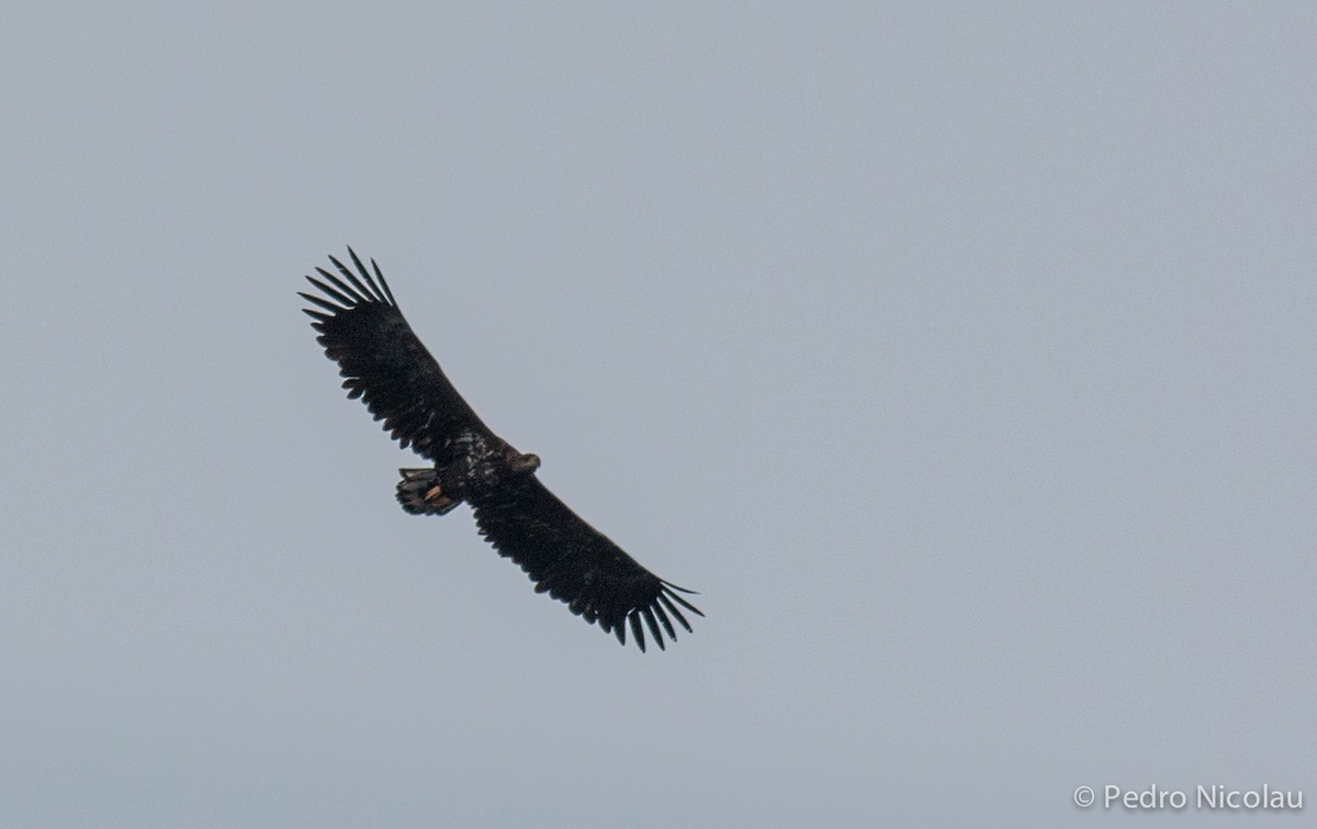 White-tailed Eagle - Pedro Nicolau