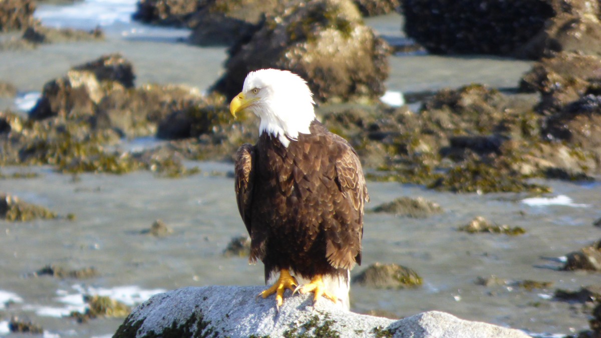 Bald Eagle - Matthew Danihel