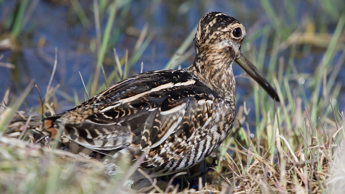 Wilson's Snipe - ML92239061