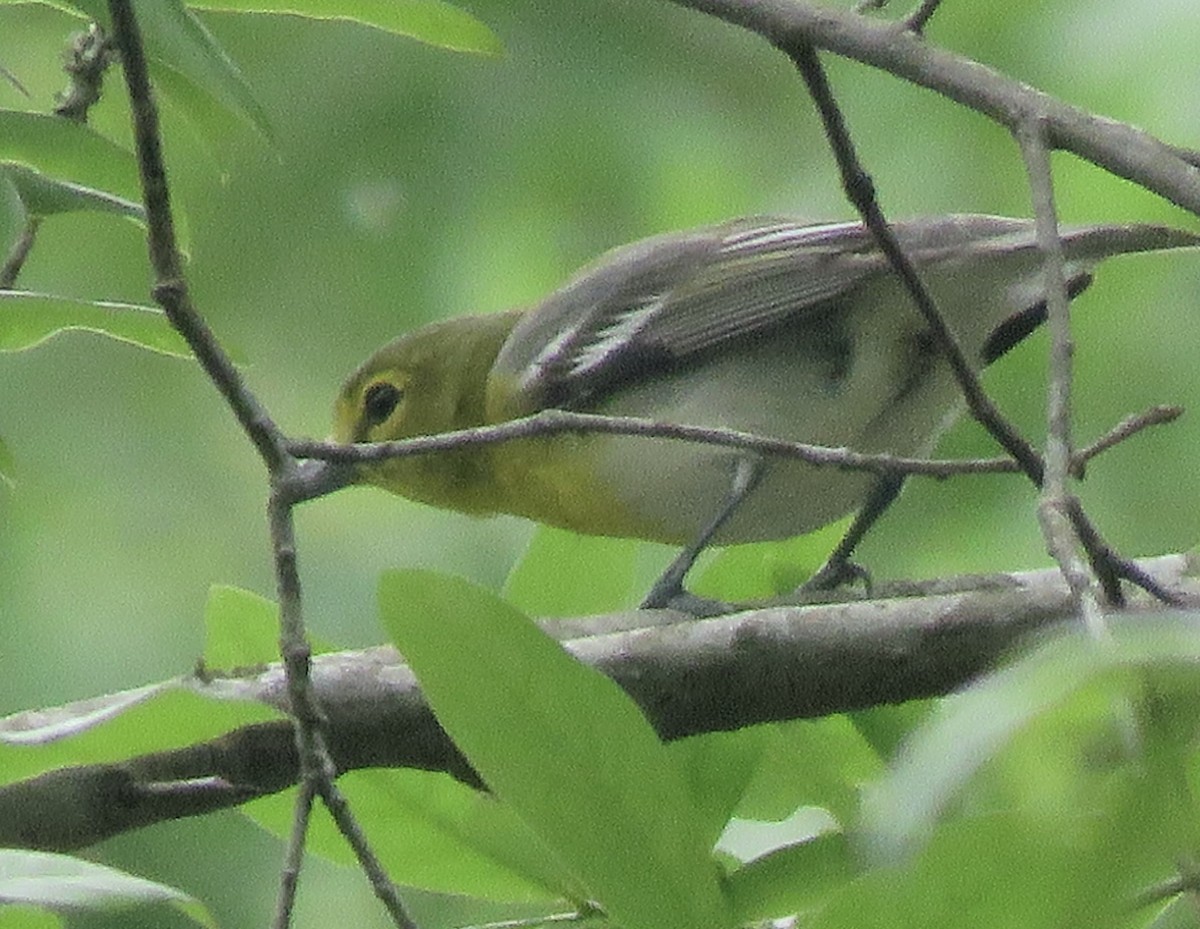 Yellow-throated Vireo - ML92240431