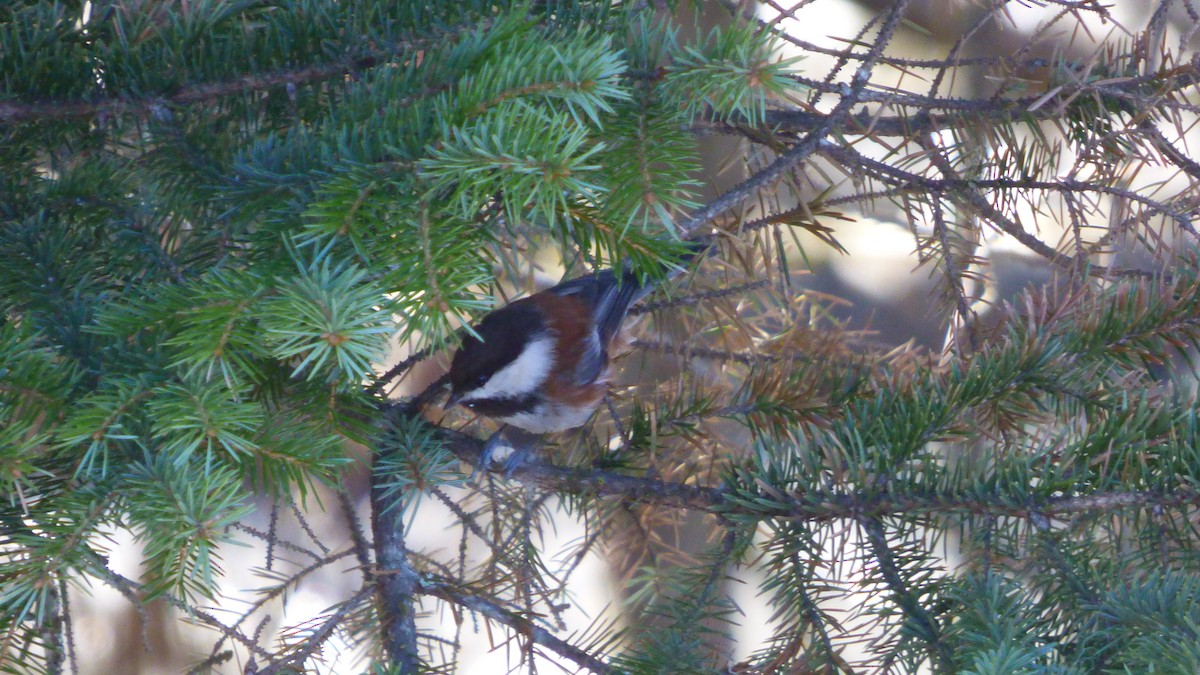 Mésange à dos marron - ML92241391