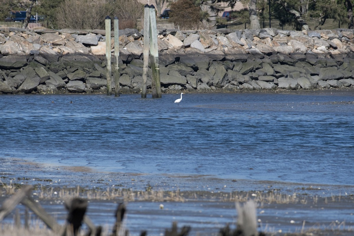 Great Egret - ML92244481