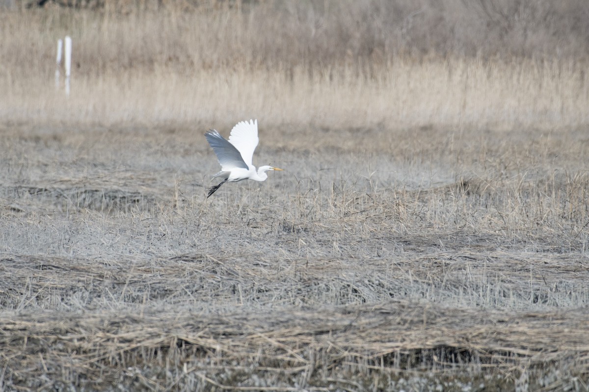 Great Egret - ML92245661