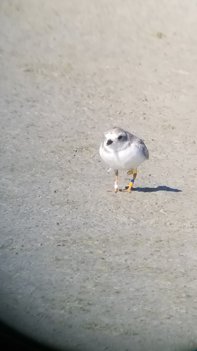 kulík pisklavý - ML92245801