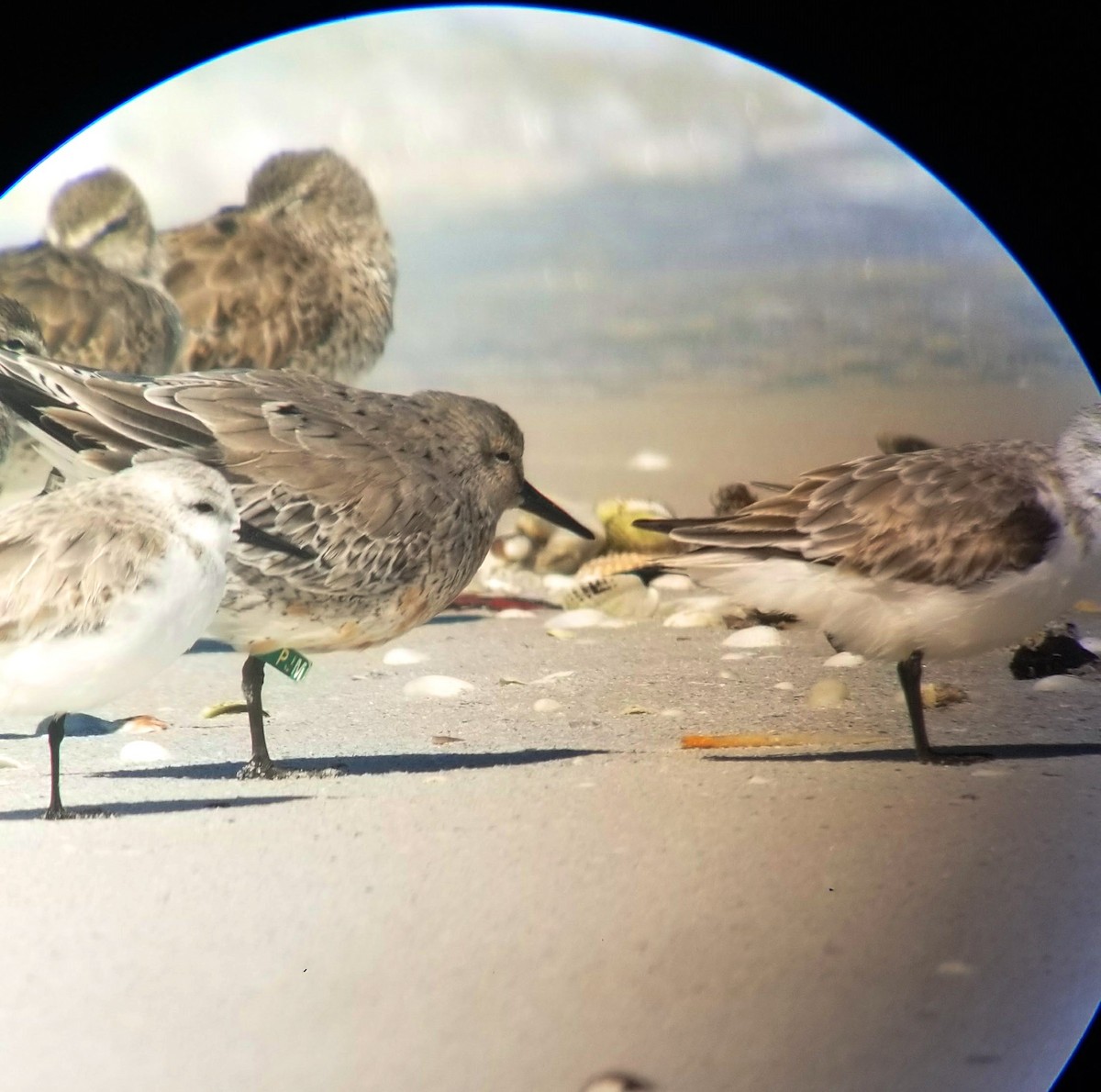 jespák rezavý - ML92246371