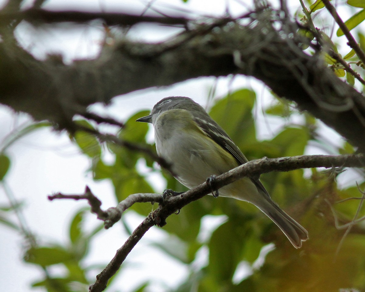 Blue-headed Vireo - ML92246851