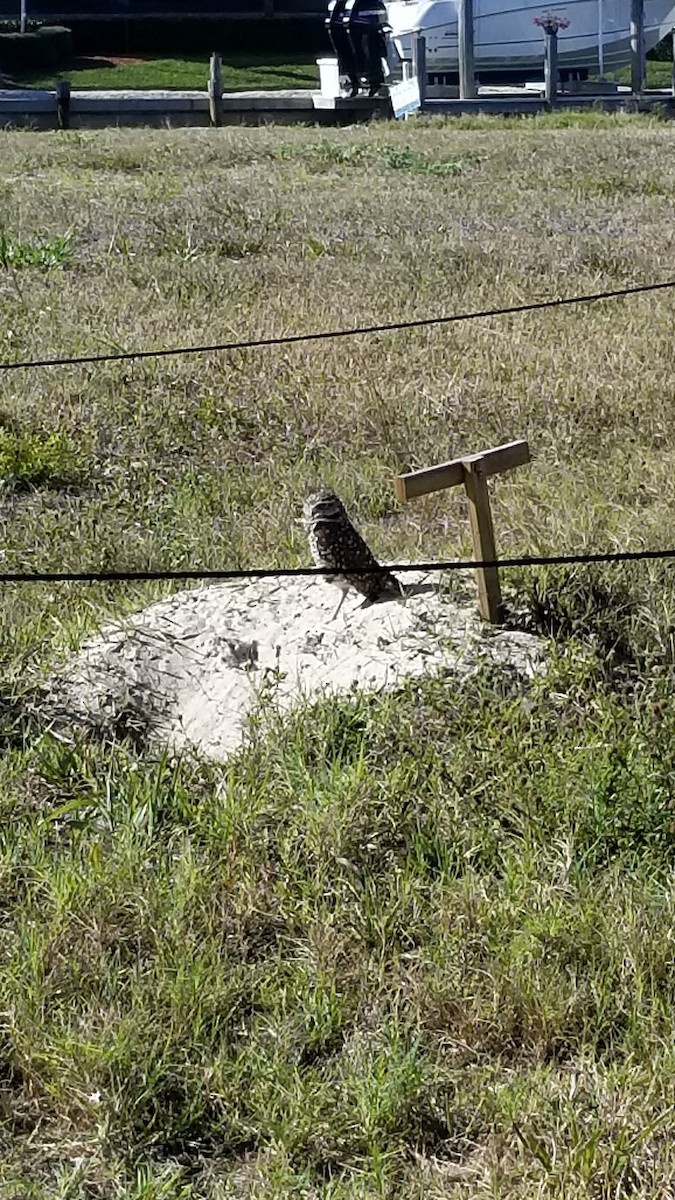 sýček králičí - ML92248741