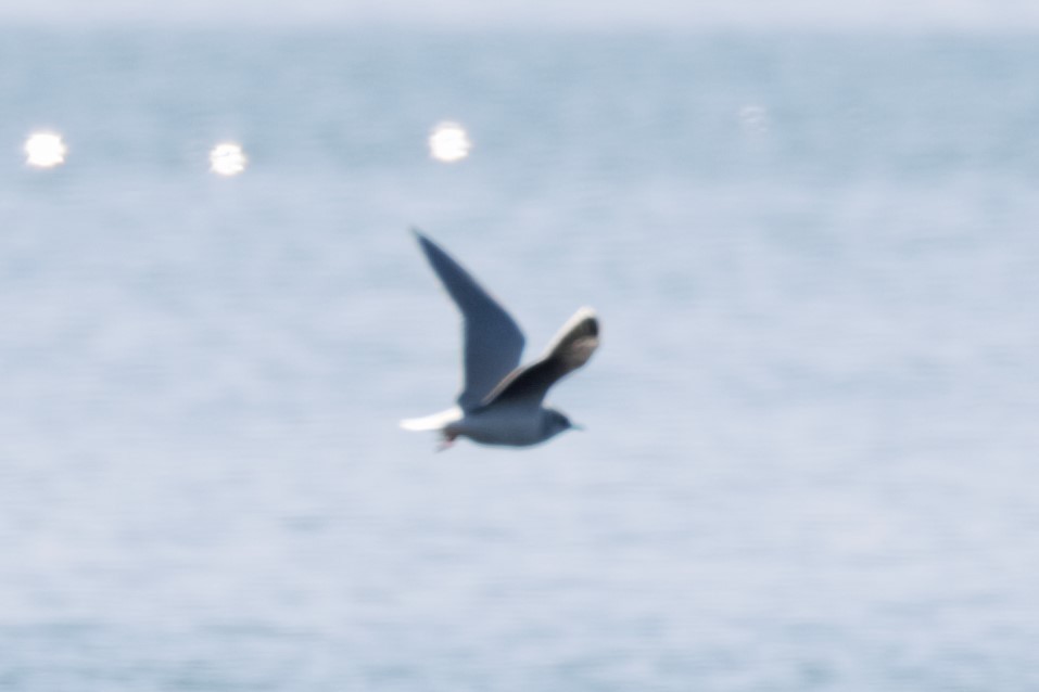 Mouette pygmée - ML92248811