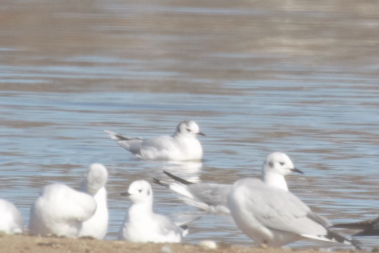 Mouette pygmée - ML92248831