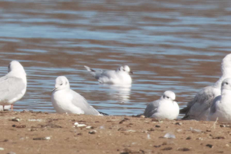 Mouette pygmée - ML92248841