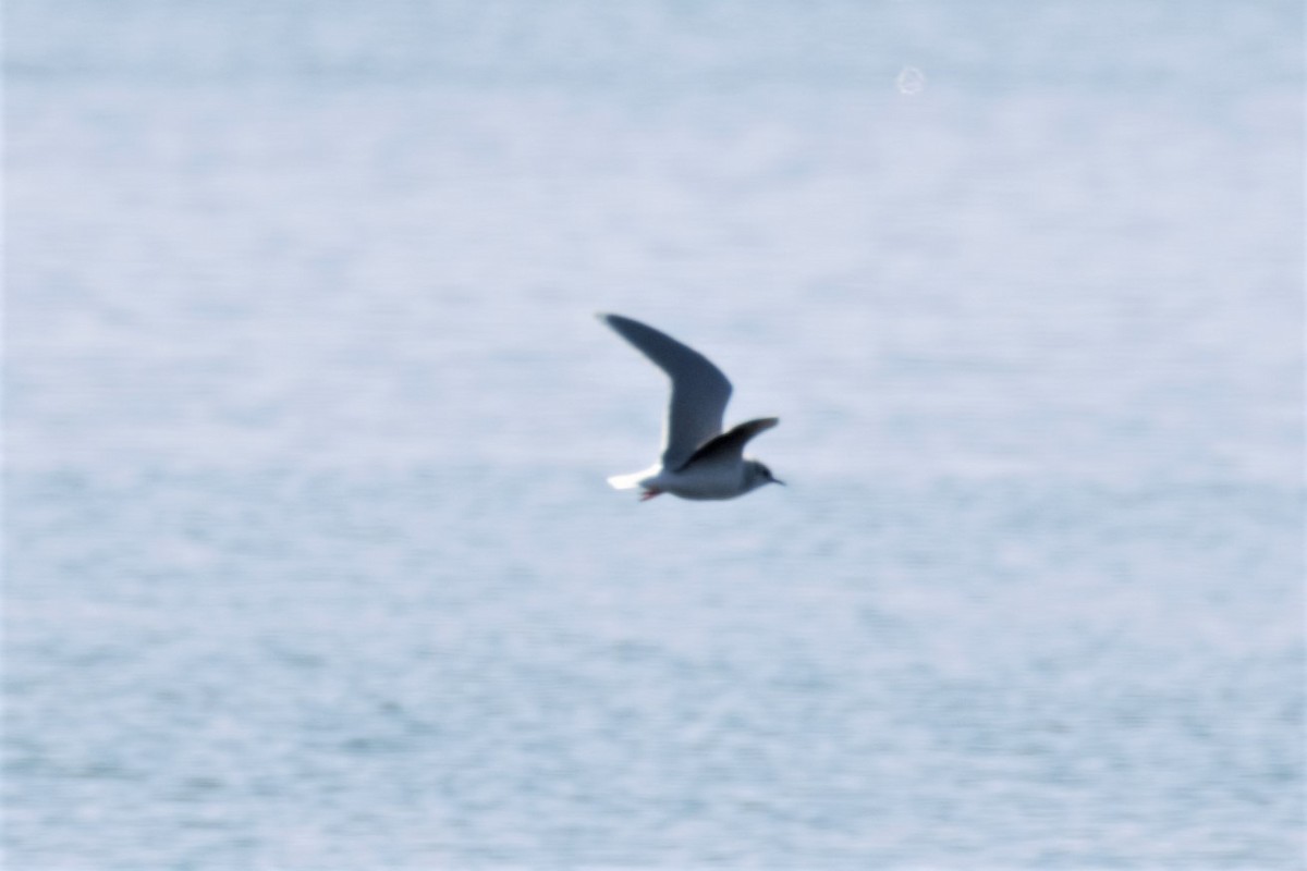 Mouette pygmée - ML92248851