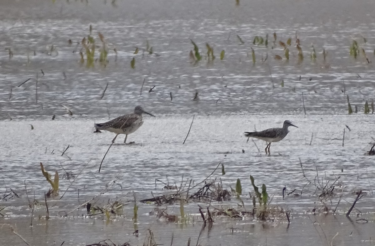 Lesser Yellowlegs - ML92249601