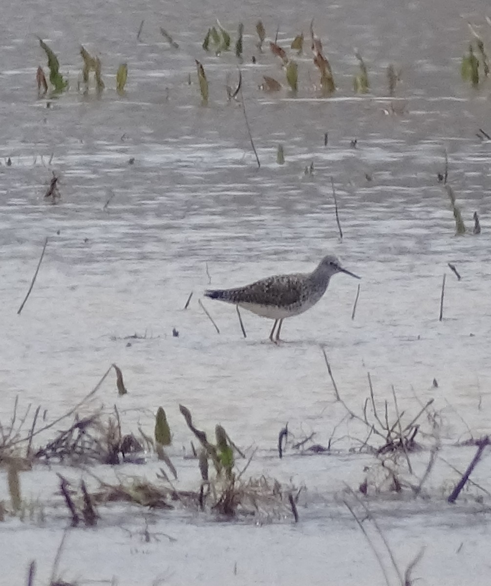 Lesser Yellowlegs - Su Snyder