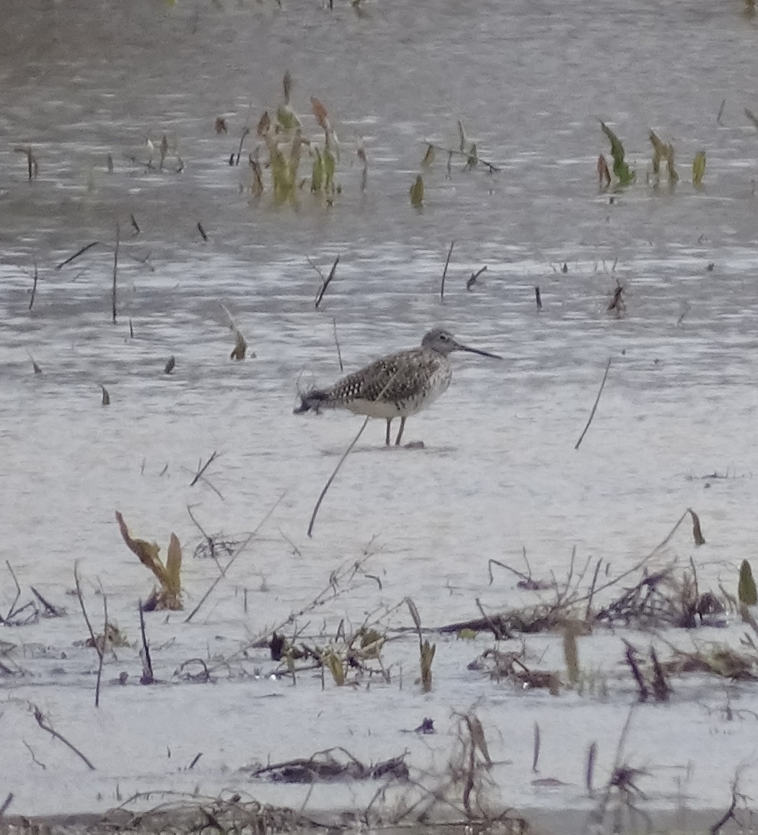 Greater Yellowlegs - ML92249681