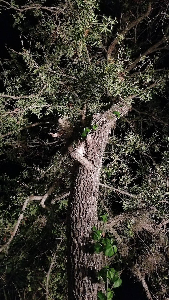 výreček americký - ML92249801