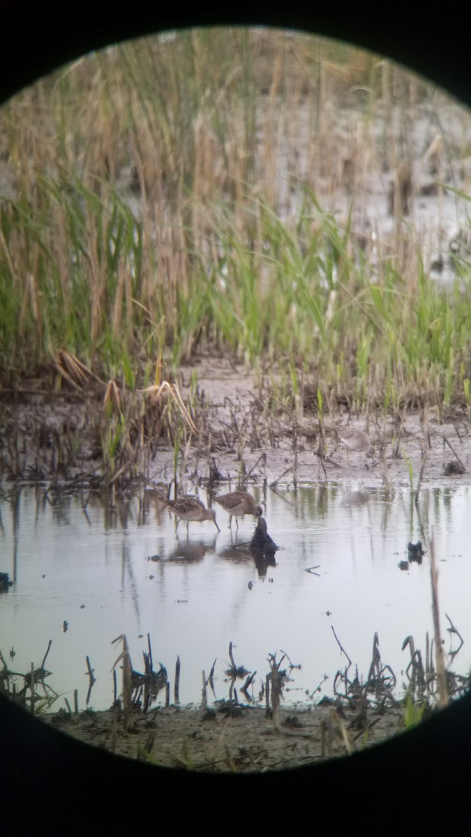 slukovec krátkozobý - ML92251071