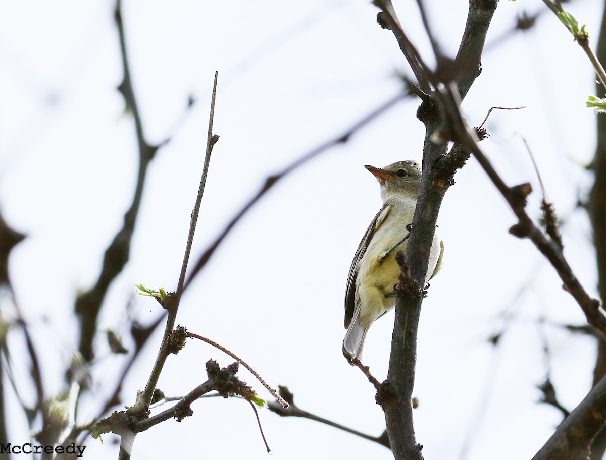 Northern Beardless-Tyrannulet - ML92252201