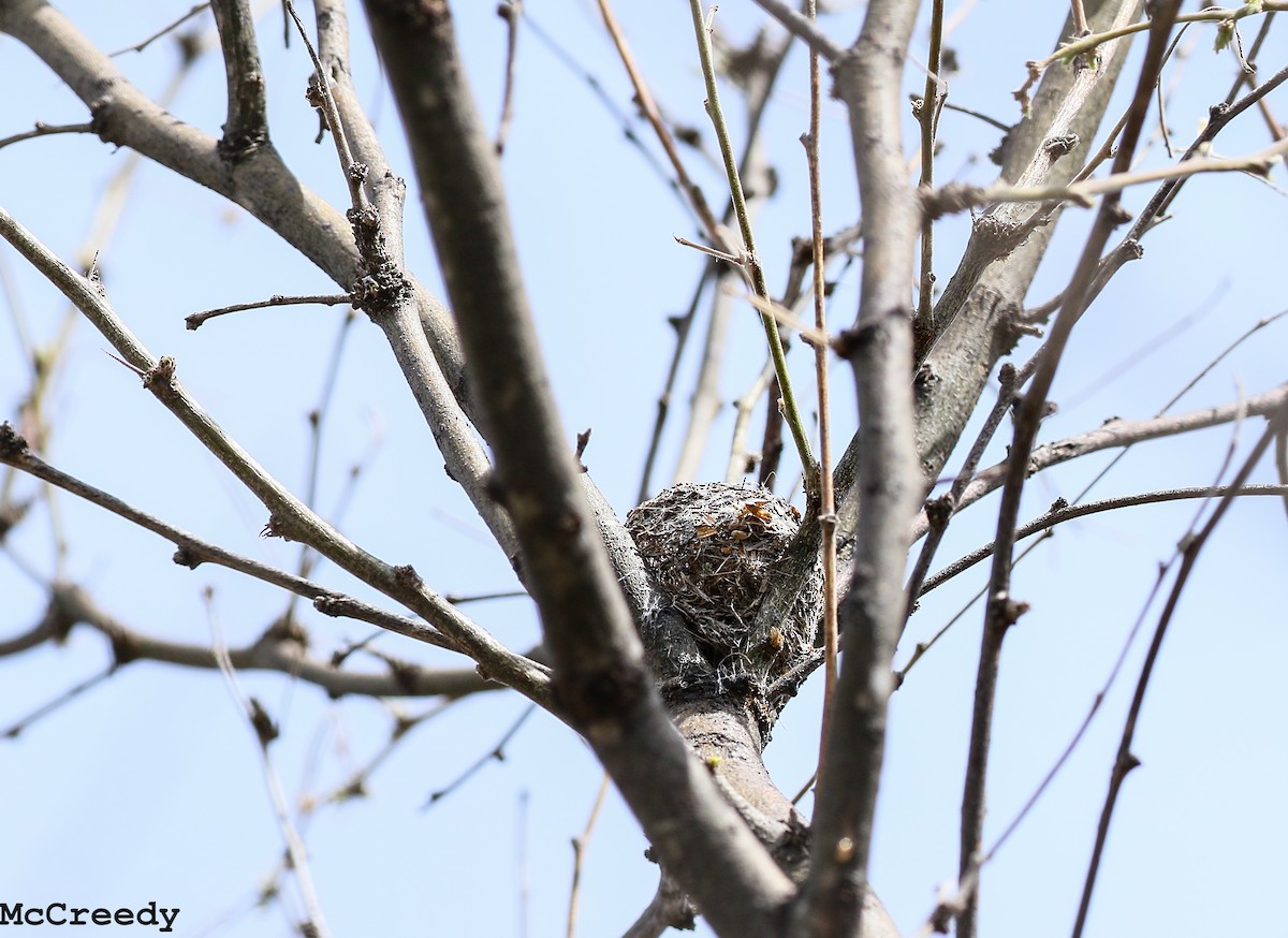 Black-capped Gnatcatcher - ML92252531