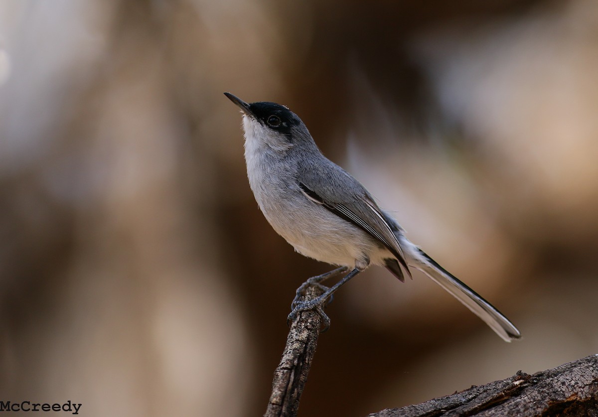 Black-capped Gnatcatcher - Chris McCreedy - no playbacks