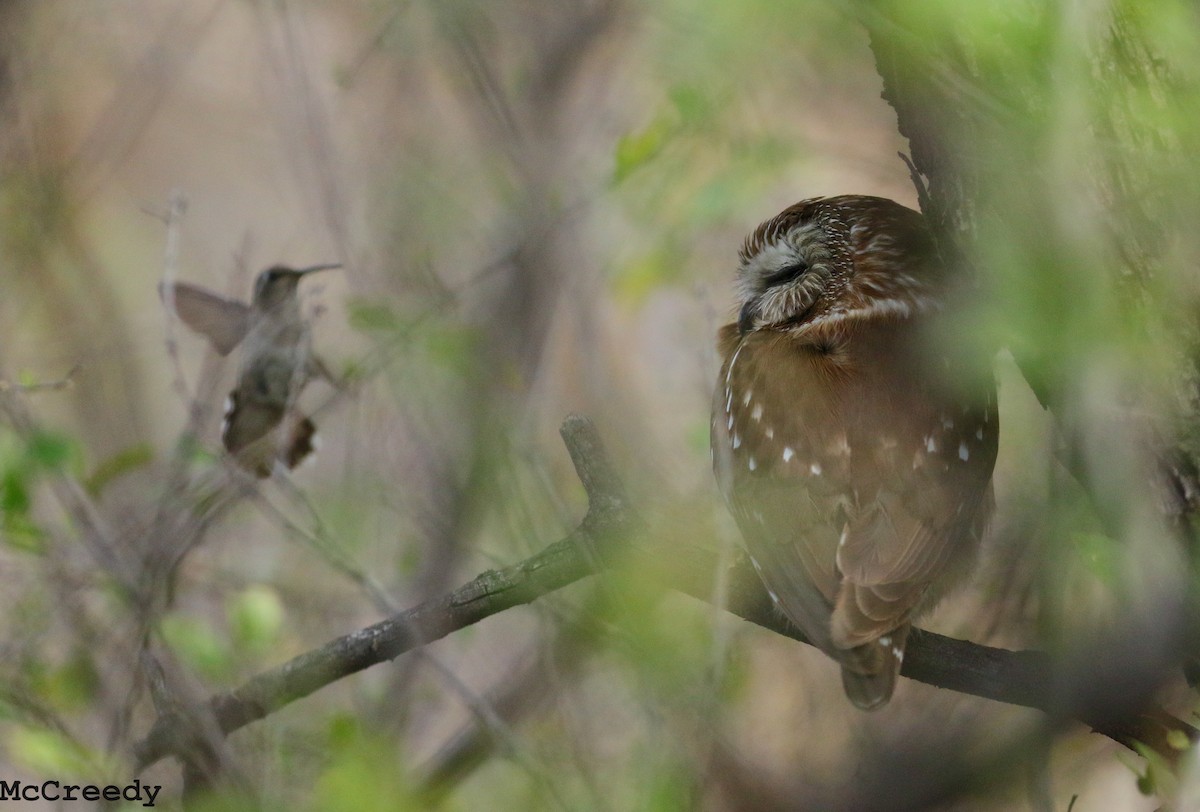 Northern Saw-whet Owl - ML92252681