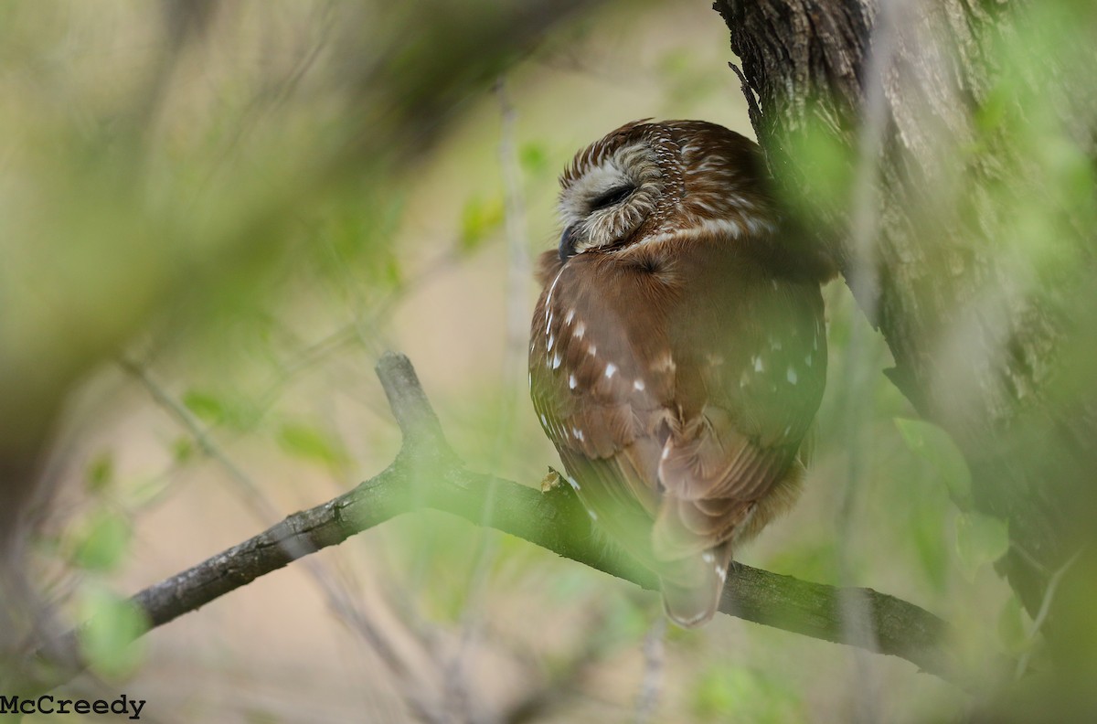 Northern Saw-whet Owl - ML92252751