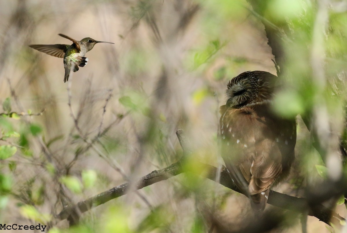 Costa's Hummingbird - ML92252771