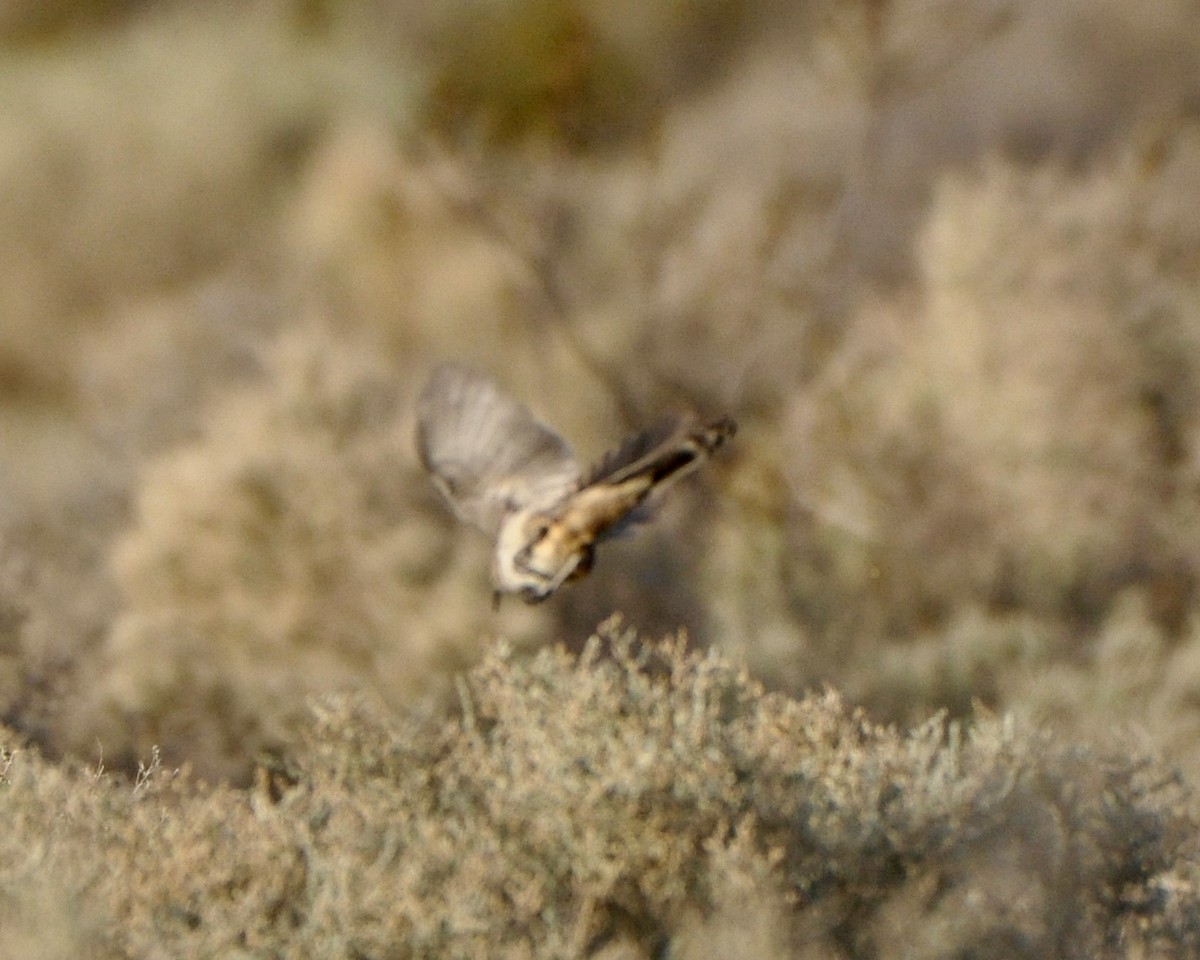 LeConte's Thrasher - ML92255431