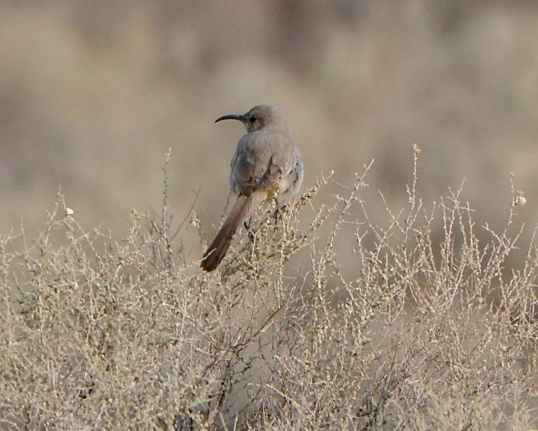 LeConte's Thrasher - ML92255461