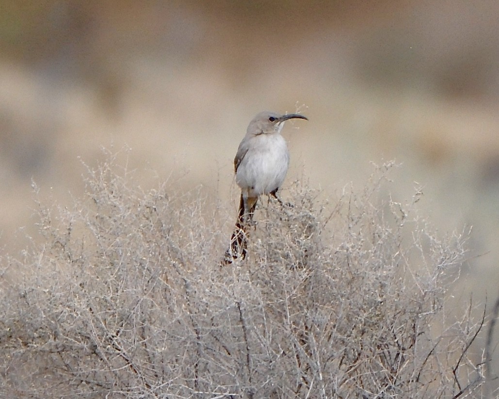 LeConte's Thrasher - ML92255491