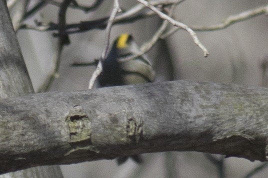 Golden-crowned Kinglet - ML92257631