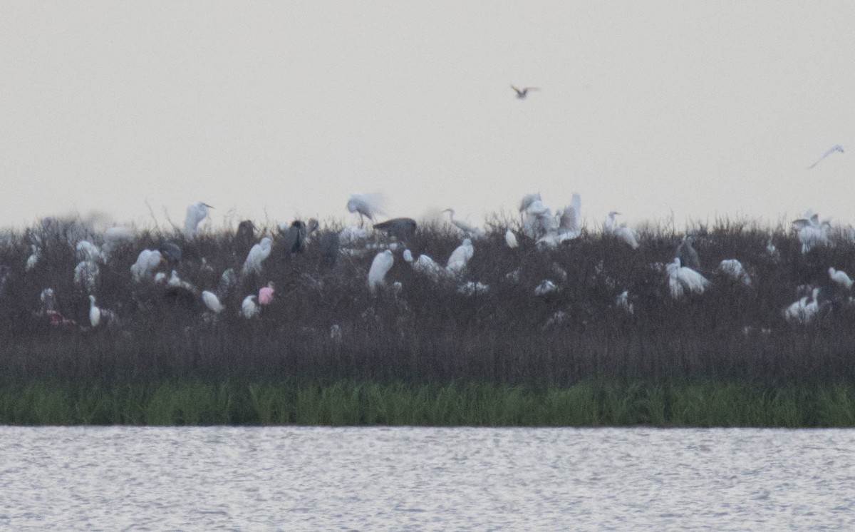 Great Egret - ML92257731