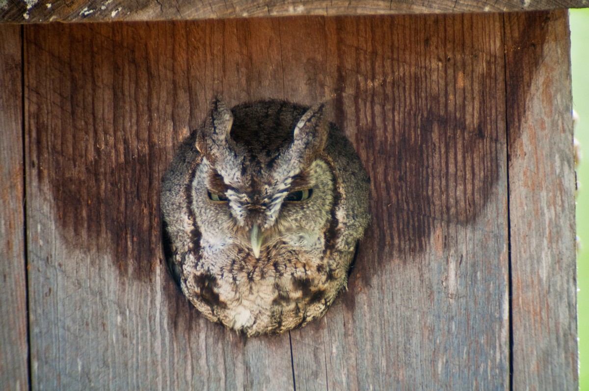 výreček americký - ML92257941