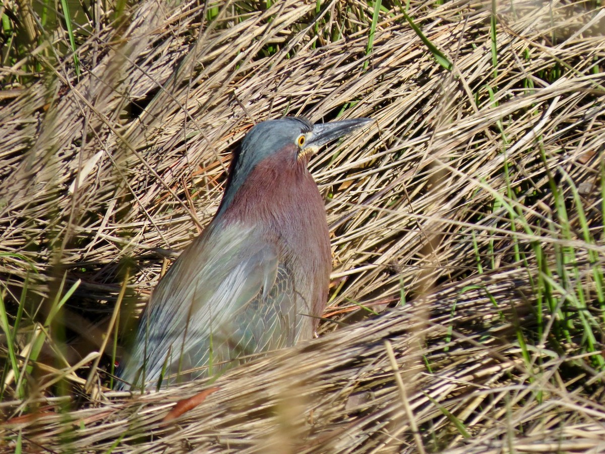 Green Heron - ML92259021