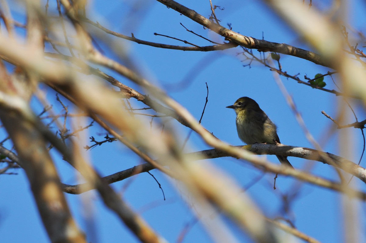 lesňáček borovicový - ML92261491