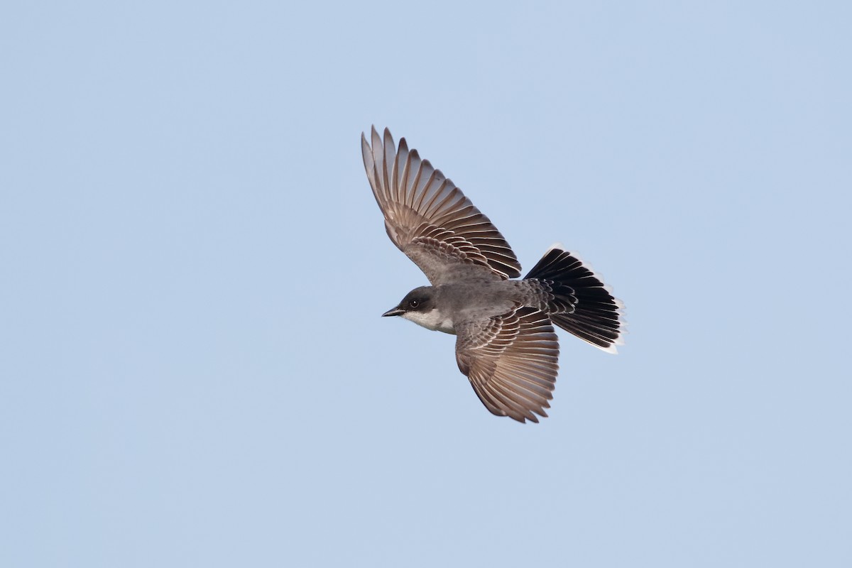 Eastern Kingbird - ML92261701